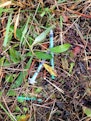hypodermic needles in grass