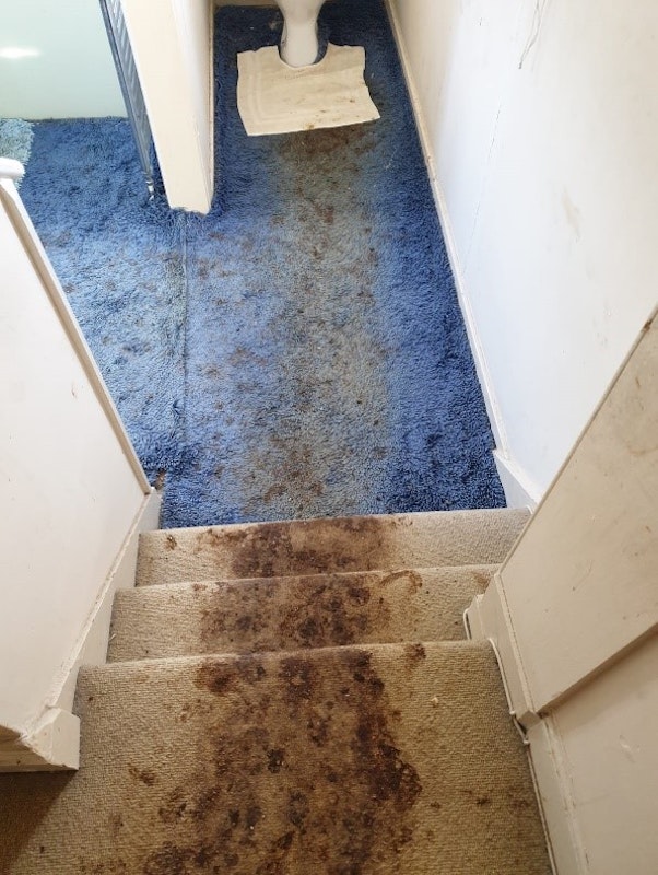 Human waste removal from carpet