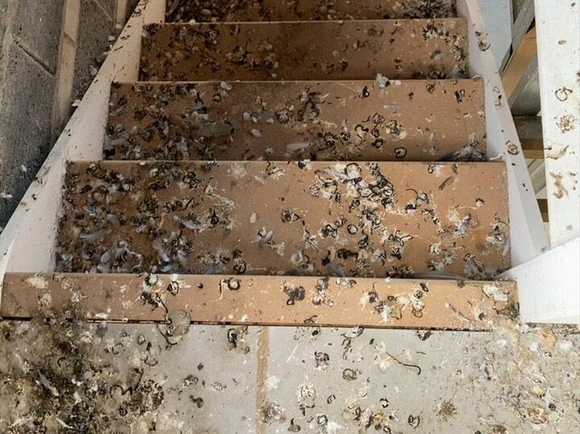 Pigeon Guano – Padgham